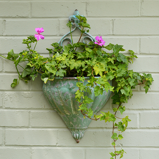 Use hanging wall planters and vary them seasonally. I’ve planted a heuchera in the metal wall planter which, being evergreen, will eventually cascade down the fence and create visual interest. 