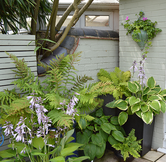Most of us are good at planting in the sun but shady corners are often neglected and this need not be the case as there are so many lovely foliage plants that need shade and quite a few flowering ones.