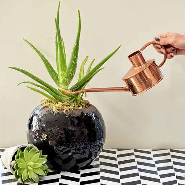 5 Tips for Choosing Plant Pots for House Plants- Audenza