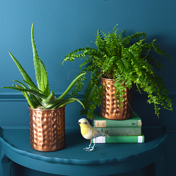 5 Tips for Choosing Plant Pots for House Plants- MiaFleur