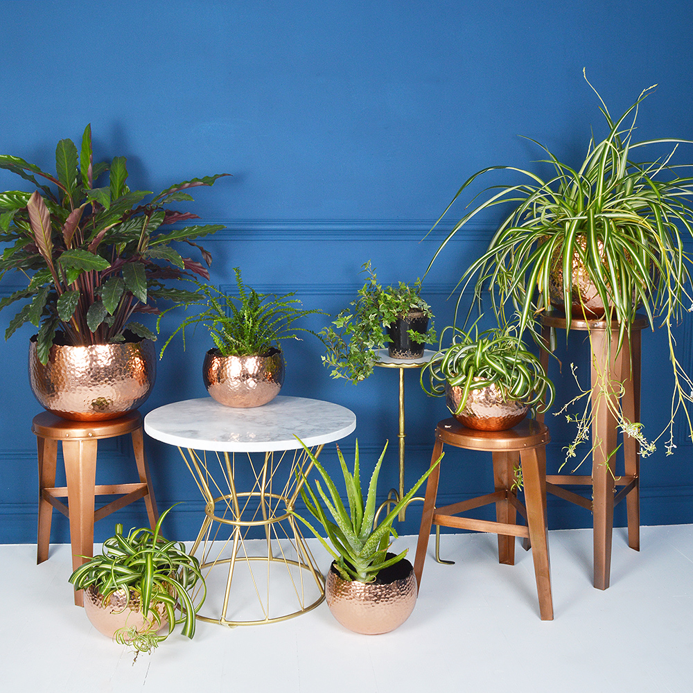 House plants and pots of varying sizes make for a wonderful display.