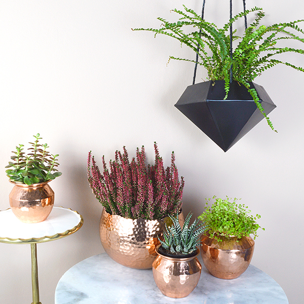 House plants bring a wonderful organic quality to your home, so here's my top tips to help you make them work in your home- Audenza