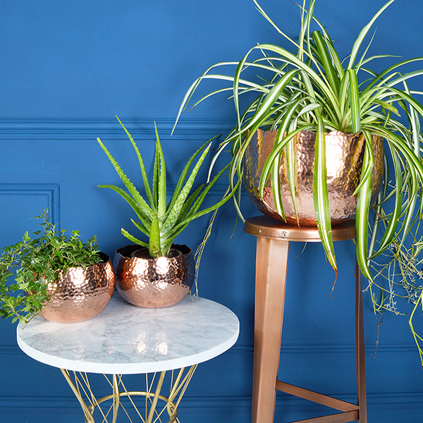 House plants bring a wonderful organic quality to your home, so here's my top tips to help you make them work in your home- MiaFleur