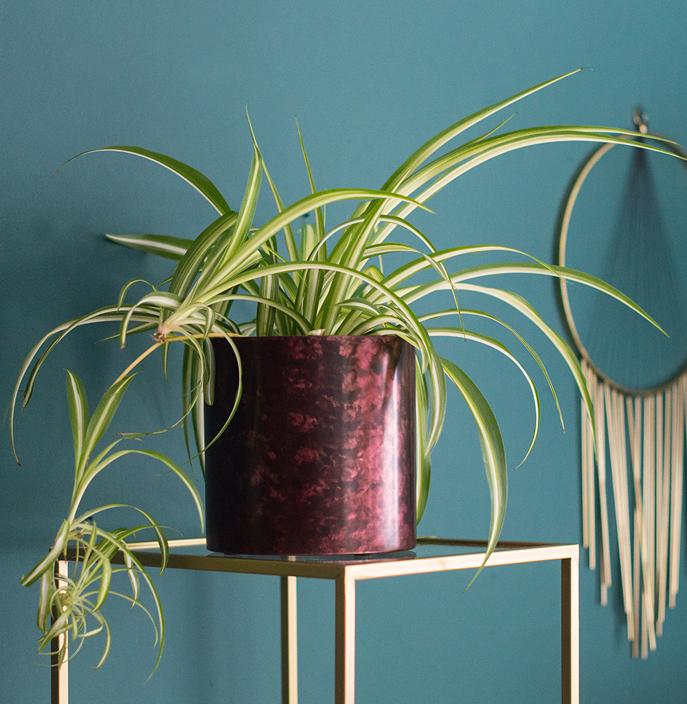 Spider plants are perfect for those with a brown thumb - they appear virtually indestructible! 