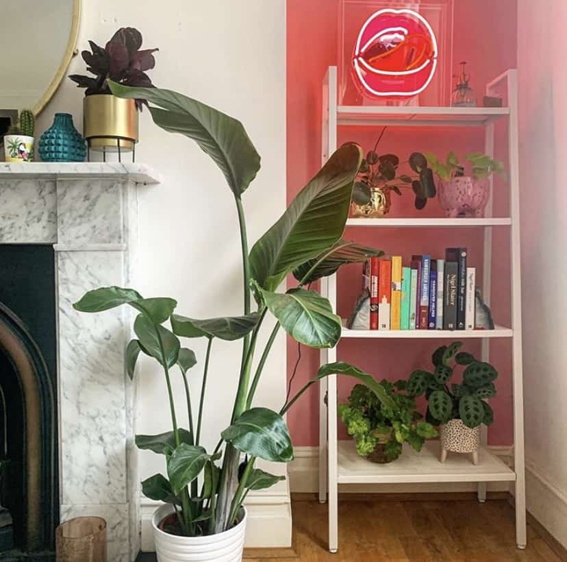 Pink and white living room inspiration with lots of lush house plants